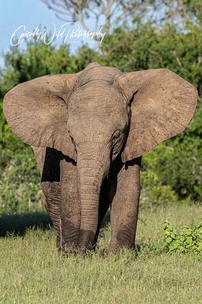 _DSC8089 - Wildlife - Epically Wild Photography
