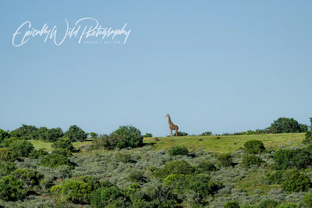 _DSC8731-2