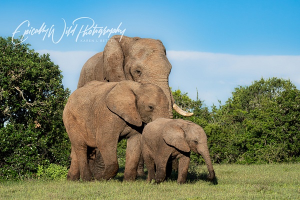 _DSC8128 - Wildlife - Epically Wild Photography