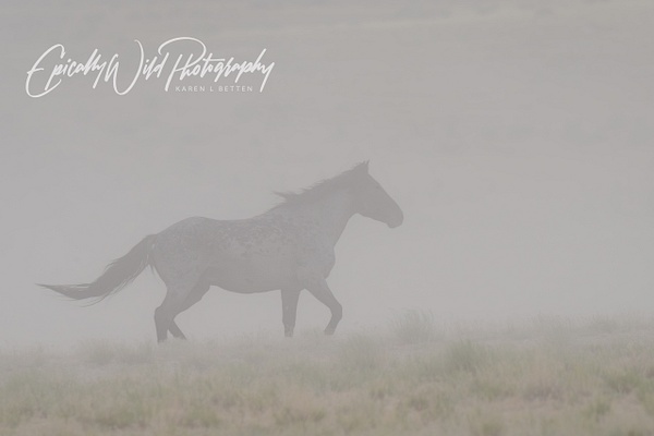 _DSC8724 - Wildlife - Epically Wild Photography