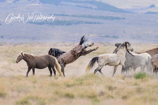 _DSC9202 - Wildlife - Epically Wild Photography