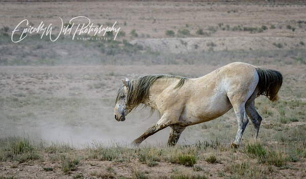 _DSC2345 - Wildlife - Epically Wild Photography