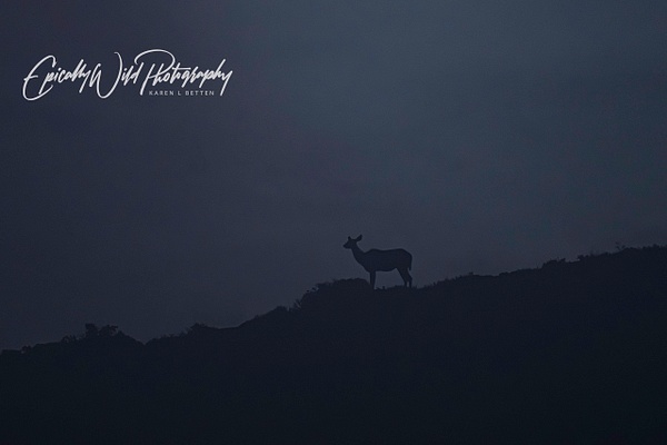 _DSC7509 - African Wildlife - Epically Wild Photography