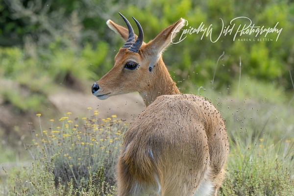 _DSC1697 - African Wildlife - Epically Wild Photography