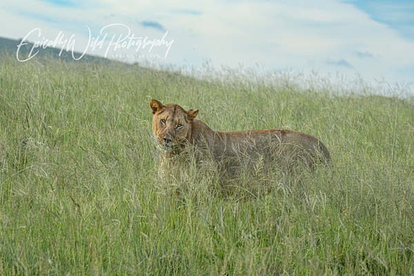 _DSC1930 - African Wildlife - Epically Wild Photography