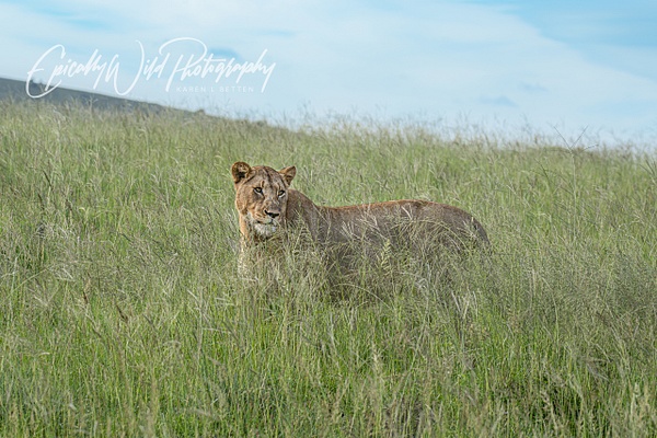 _DSC1928 - African Wildlife - Epically Wild Photography