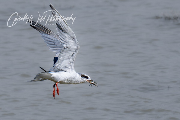 _DSC1414 - Wildlife - Epically Wild Photography