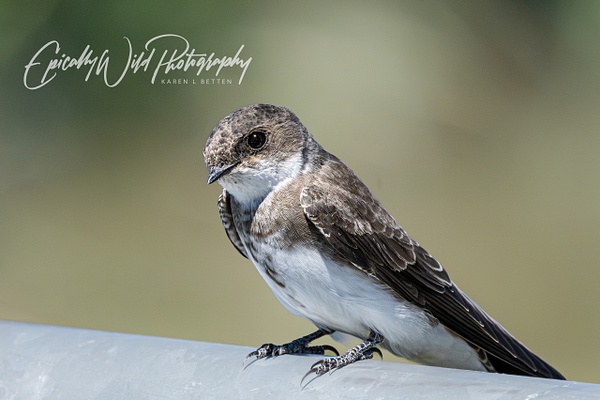 _DSC0984 - Wildlife - Epically Wild Photography