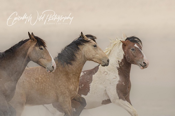 _DSC0994 - Wildlife - Epically Wild Photography