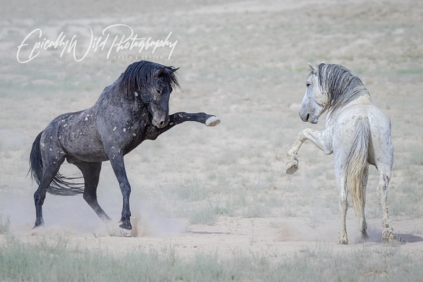 _DSC1173 - Wildlife - Epically Wild Photography