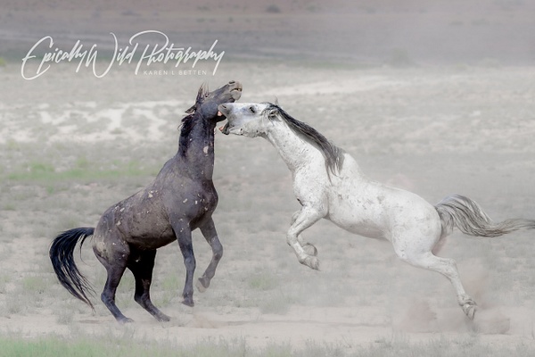 _DSC1257 - Wildlife - Epically Wild Photography