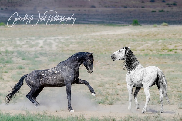 _DSC1187 - Wildlife - Epically Wild Photography