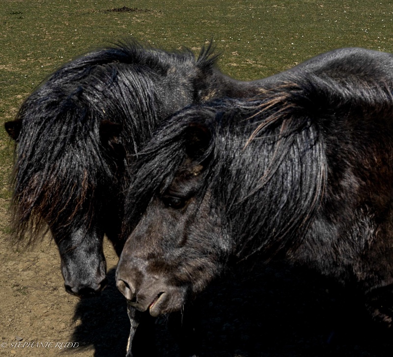 two black ponies Orkney