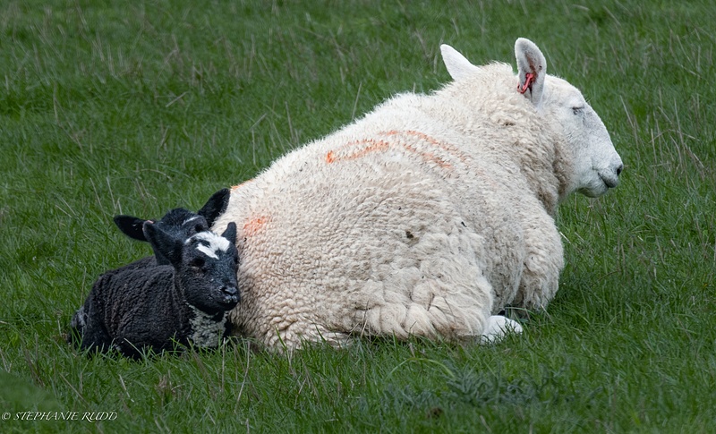 baby black lambs