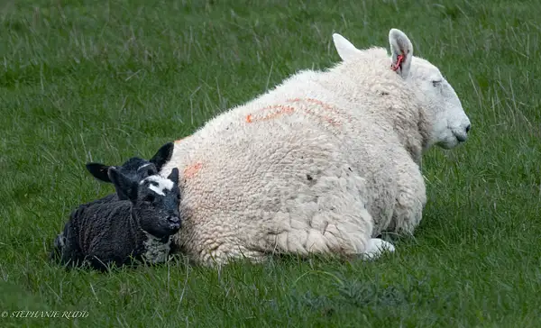 baby black lambs by StephanieRudd