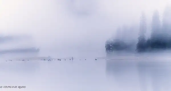 trees in fog by StephanieRudd