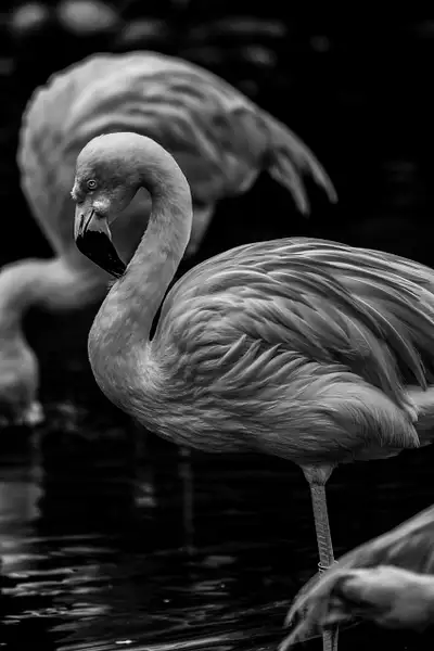 Flamant rose by Brice Aretin
