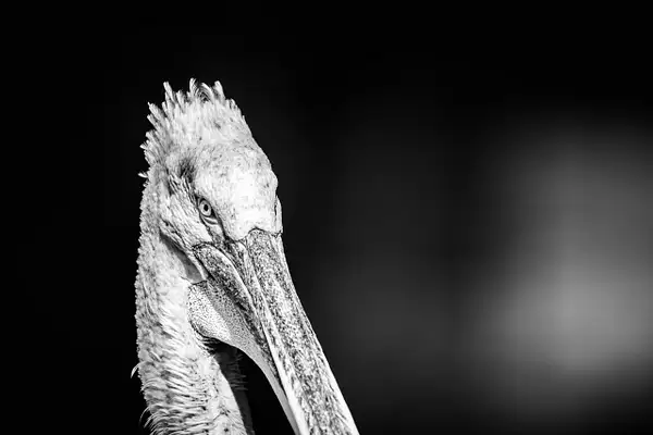 Pelican by Brice Aretin