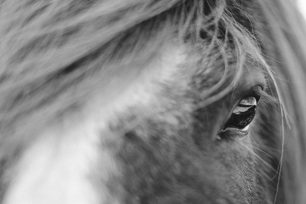 oeil de cheval islandais - Oriane Baldassarre Photographie