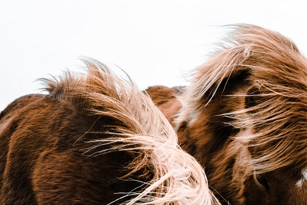 chevaux islandais - Oriane Baldassarre Photographie