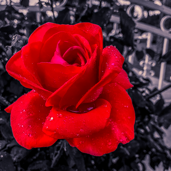 Late Spring Red Rose - Bloomy Things - FJ Shacklett Photography