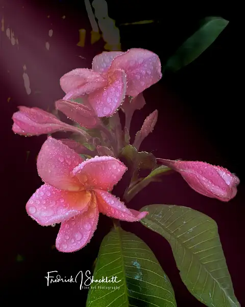 Summer Plumeria 2 by PhotoShacklett