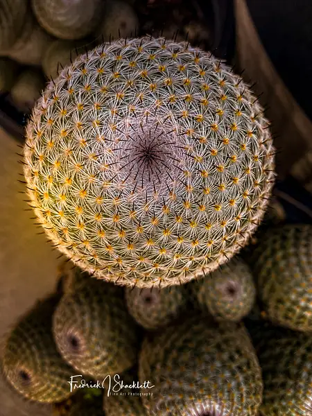 Cactus Don't Touch by PhotoShacklett