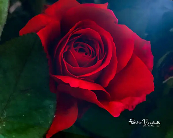Red Rose Full Bloom 10 by PhotoShacklett