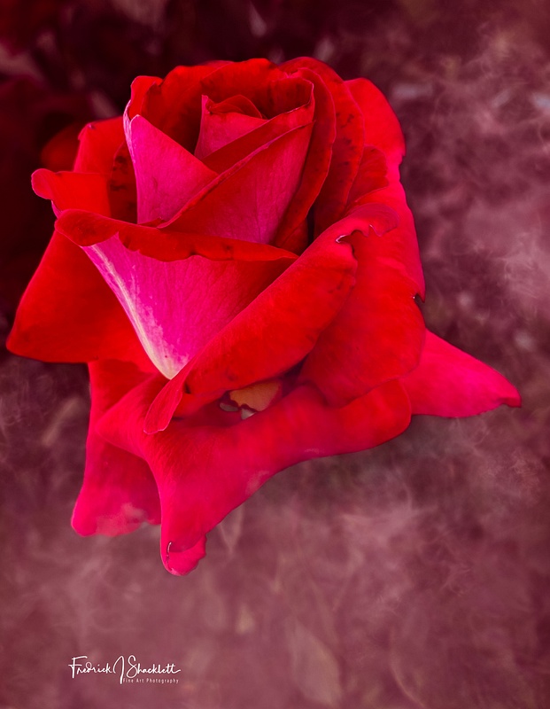December Red Rose with Mist