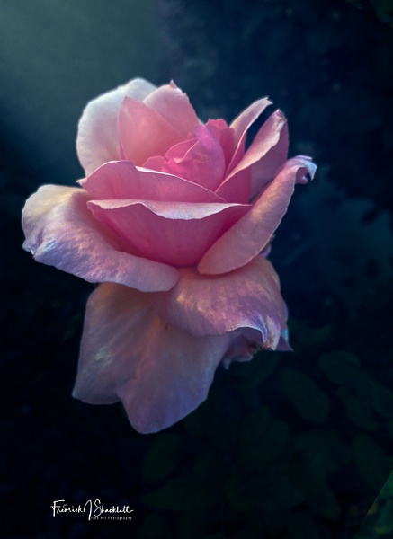 December Pink Rose Highlighted - FJ Shacklett Photography