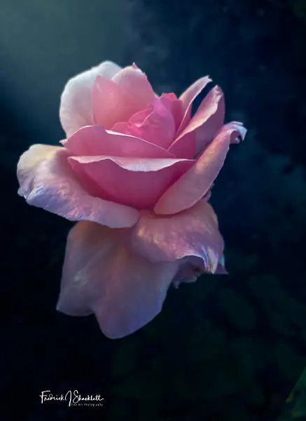 December Pink Rose Highlighted by PhotoShacklett