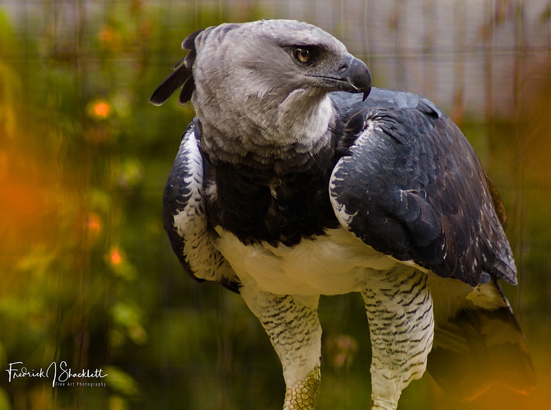 Harpy Eagle OKC Zoo 2012
