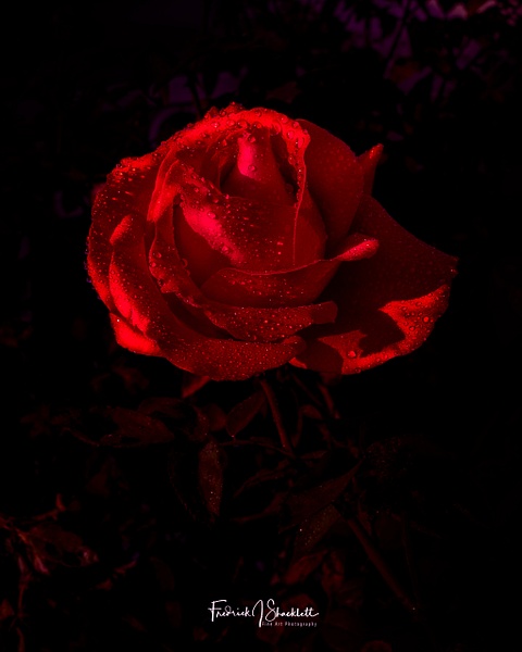 January Red Rose Full Bloom - FJ Shacklett Photography 