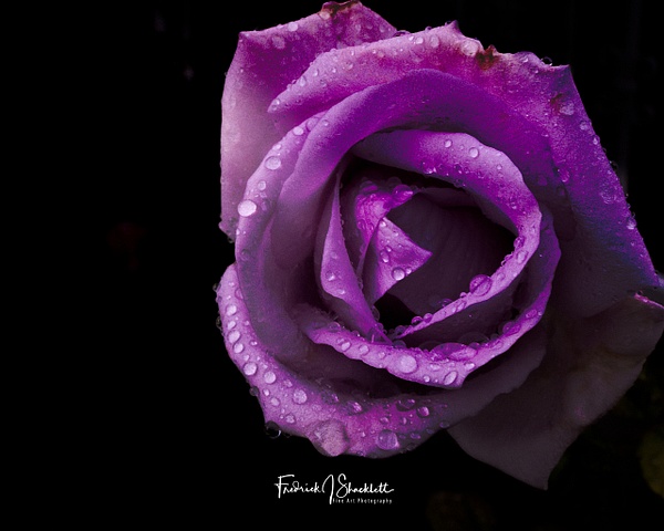 LavenderRoseAfterRainNo3 - FJ Shacklett Photography