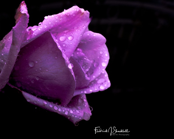 LavenderRoseAfterRainNo2 - FJ Shacklett Photography 