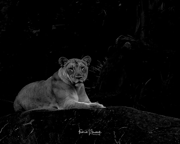 Lioness On Rock No1 - FJ Shacklett Photography