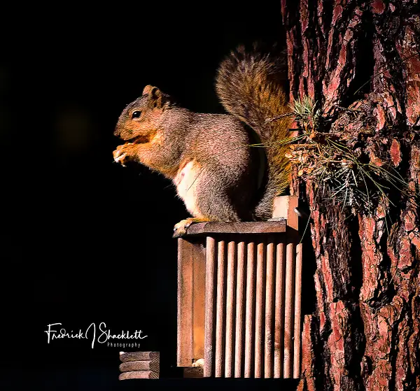 Squirrel Having Lunch by PhotoShacklett