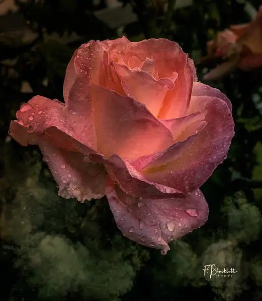 Vernal Equinox Rose 2024 by PhotoShacklett