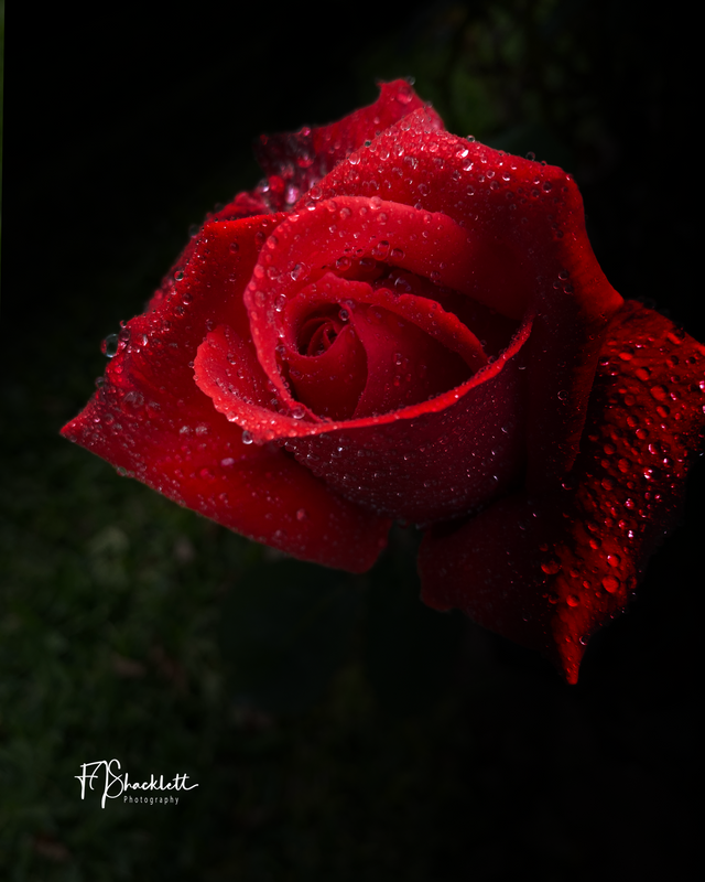 Red Rose April 2024 No 1