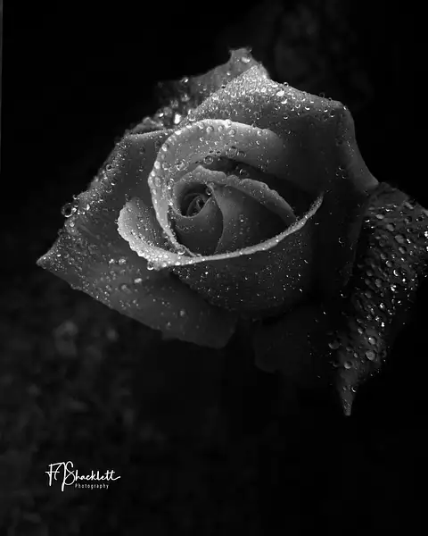 Red Rose April 2024 No 1 BW by PhotoShacklett
