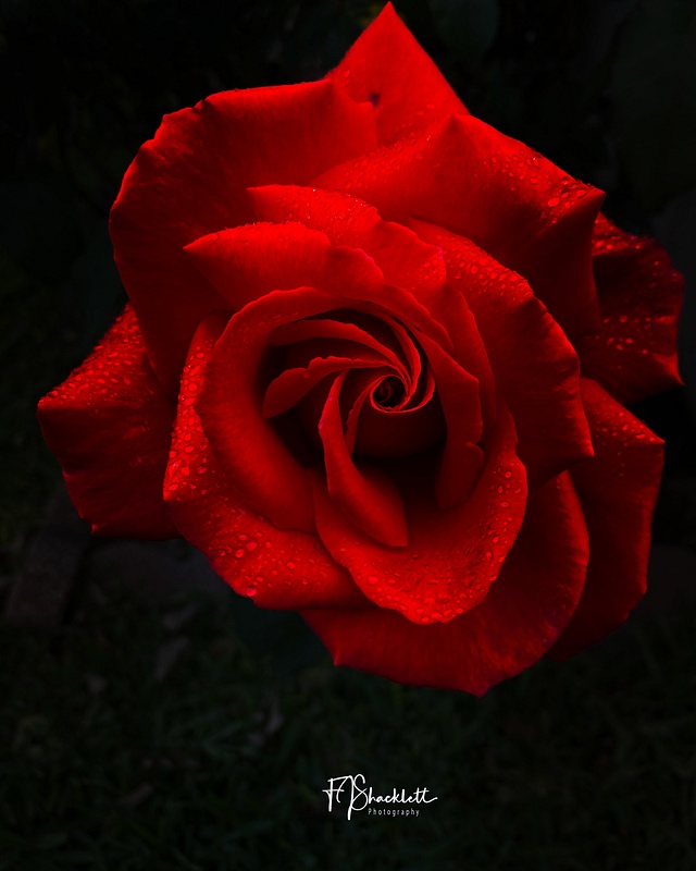 Red Rose April 2024 No 2