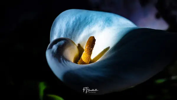 Easter Lily 2024 1 by PhotoShacklett
