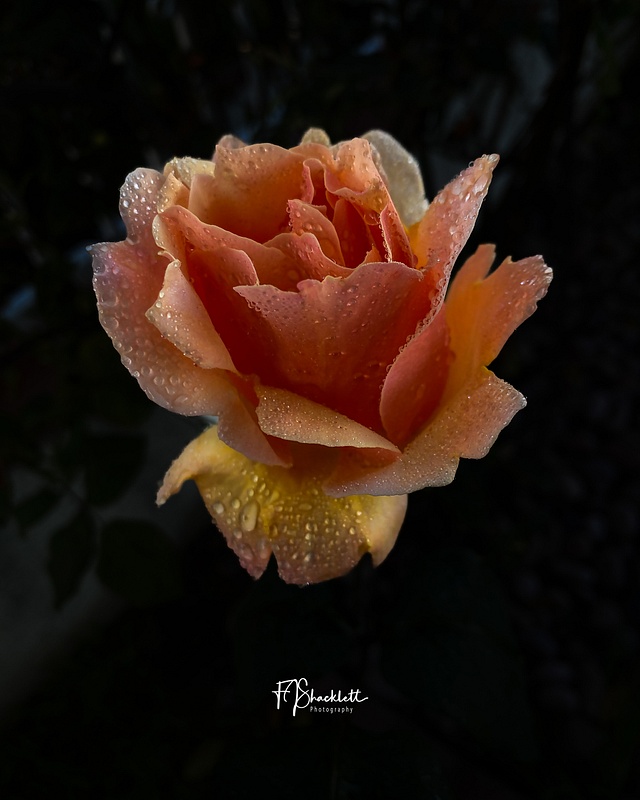 Peach Colored Rose May 2024