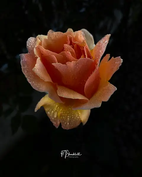 Peach Colored Rose May 2024 by PhotoShacklett