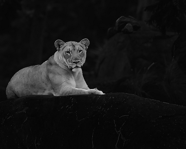 LionessOnRock-Edit - Pets &amp; Wildlife - FJ Shacklett Photography