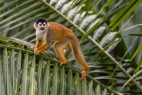 Squirrel Monkey by VickiStephens