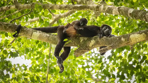 Howler Monkey & Baby by VickiStephens