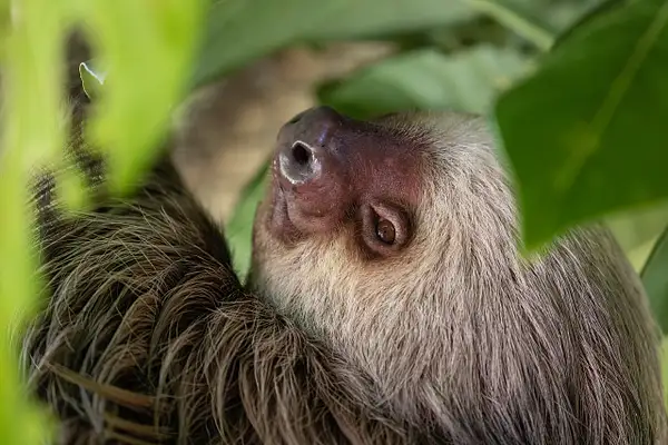 Sloth by VickiStephens