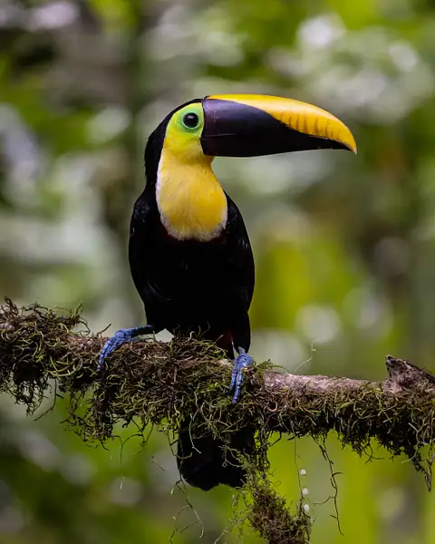 Yellow Throated Toucan by VickiStephens