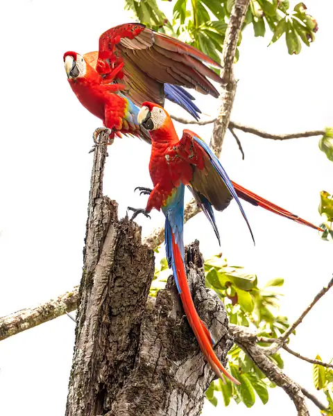 Scarlett Macaw Pair by VickiStephens